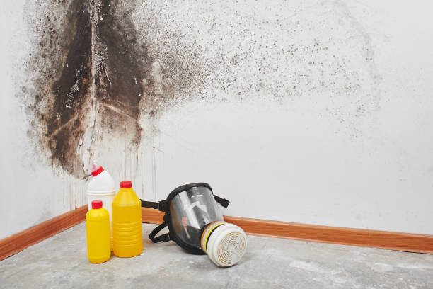 Best Attic Mold Removal  in Thiells, NY